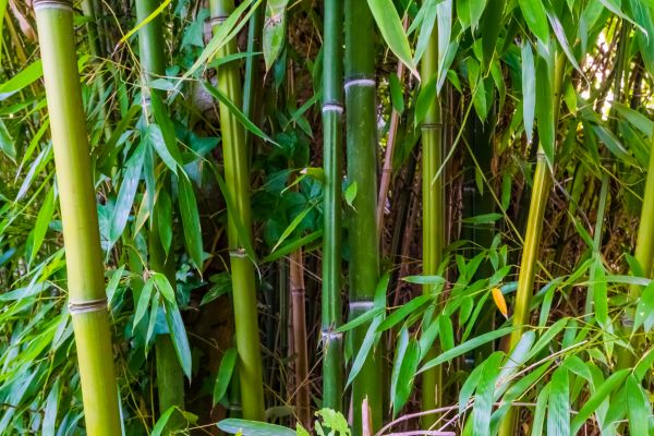 Bamboo Trimming in Santa Rosa
