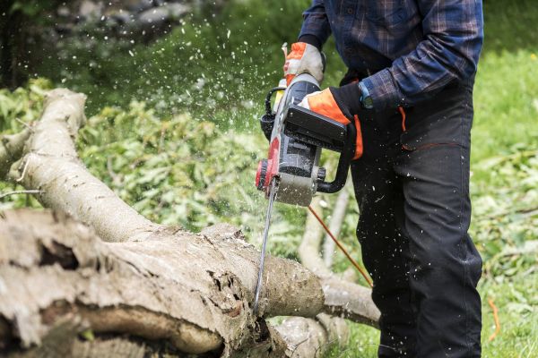 Branch Removal Service in Santa Rosa