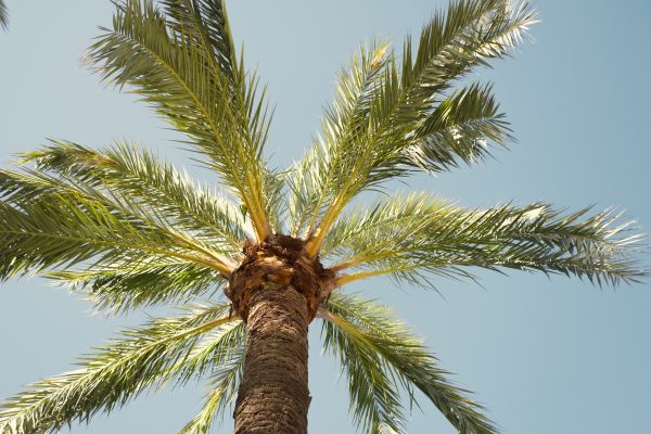 Palm Tree Pruning in Santa Rosa