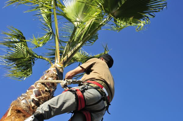 Palm Tree Trimming in Santa Rosa