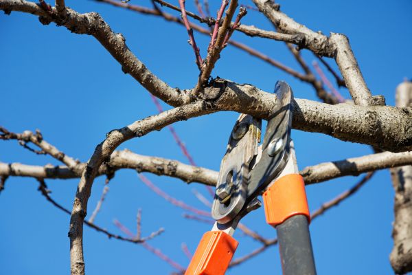 Residential Tree Service in Santa Rosa