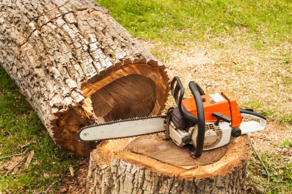 Tree Cutting Service in Santa Rosa