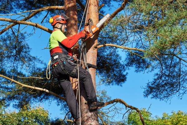 Tree Service in Santa Rosa