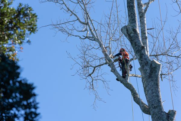 Tree Topping Service in Santa Rosa