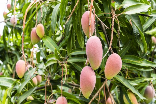 Mango Tree Trimming in Santa Rosa