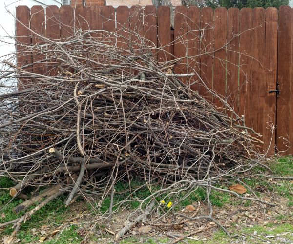 Dead Branch Removal in Santa Rosa