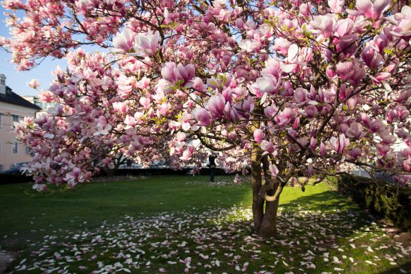 Ornamental Tree Pruning in Santa Rosa