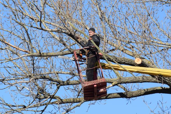 Emergency Tree Trimming in Santa Rosa
