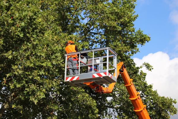 Commercial Tree Service in Santa Rosa