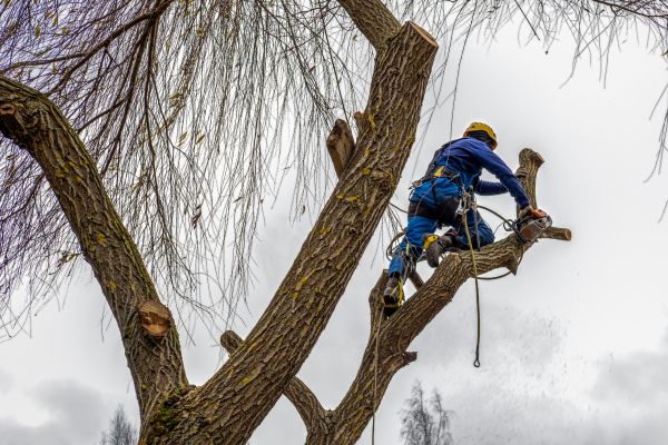 Tree Maintenance Service in Santa Rosa