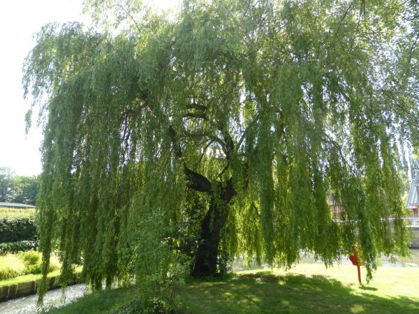 Willow Tree Trimming in Santa Rosa