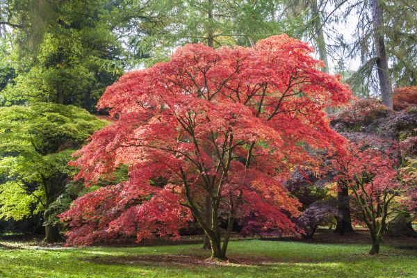 Japanese Maple Pruning in Santa Rosa