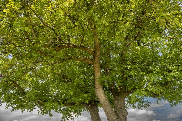 Walnut Tree Trimming in Santa Rosa
