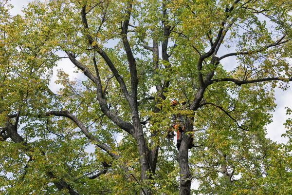 Tree Crown Shaping in Santa Rosa