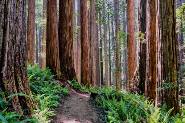 Redwood Tree Trimming in Santa Rosa