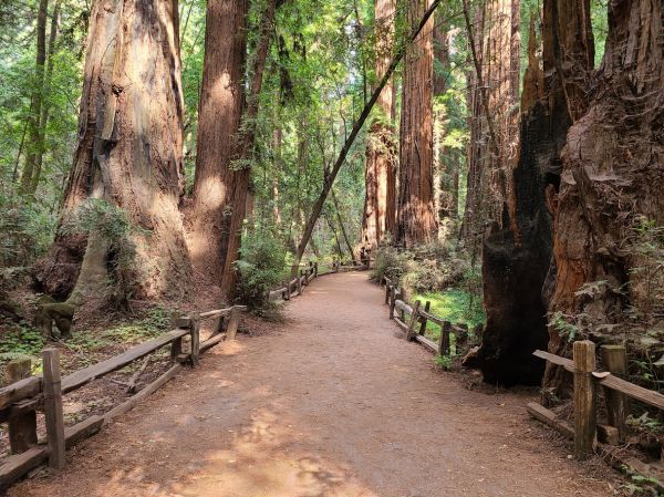 Redwood Tree Pruning in Santa Rosa
