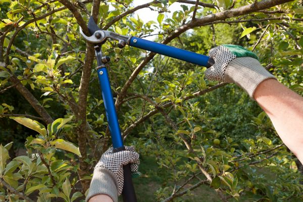 Residential Tree Pruning in Santa Rosa
