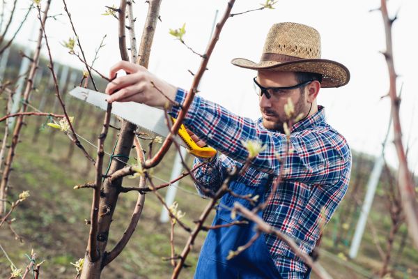 Orchard Tree Pruning in Santa Rosa