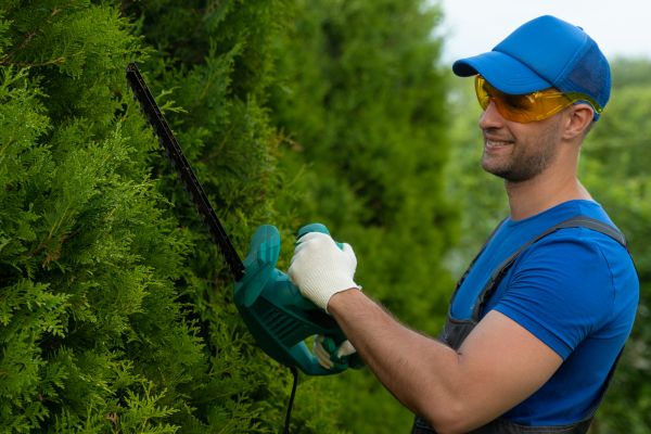 Tree Shaping Service in Santa Rosa