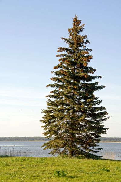 Spruce Tree Pruning in Santa Rosa
