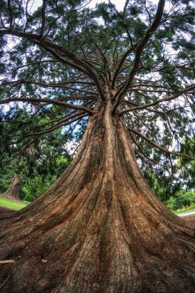 Cedar Tree Pruning in Santa Rosa