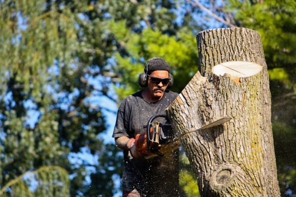 Ash Tree Pruning in Santa Rosa