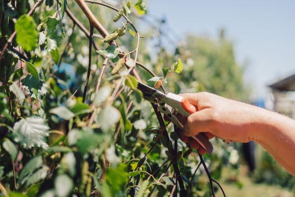 Birch Tree Pruning in Santa Rosa
