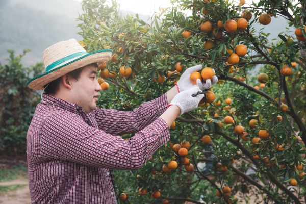 Orange Tree Pruning in Santa Rosa