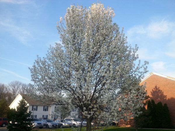 Bradford Pear Tree Pruning in Santa Rosa