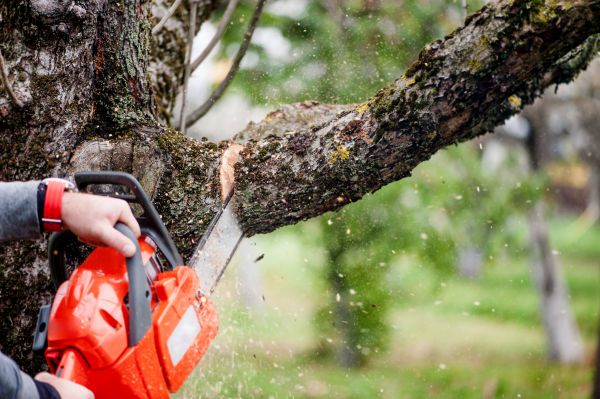 Branch Cutting Service in Santa Rosa