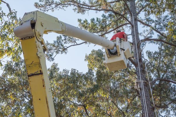 Limbs Trimming in Santa Rosa