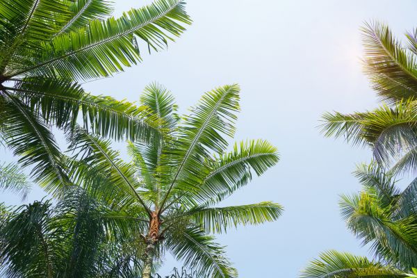 Queen Palm Tree Trimming in Santa Rosa