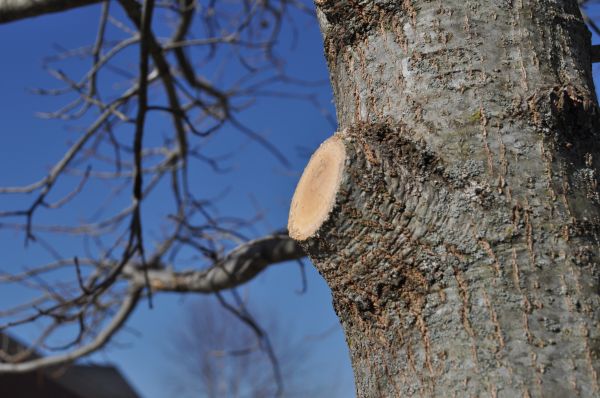 Limb Pruning in Santa Rosa