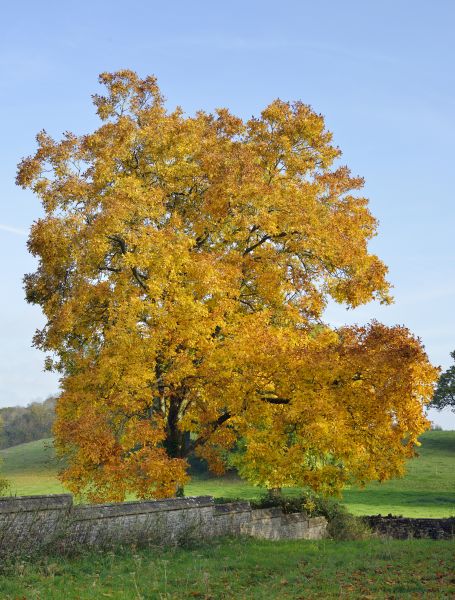 Hickory Tree Trimming in Santa Rosa