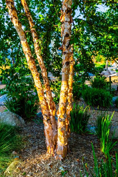 River Birch Trimming in Santa Rosa