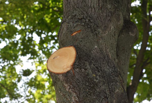 Limb Cutting in Santa Rosa