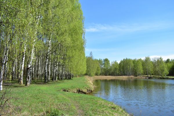 River Birch Pruning in Santa Rosa