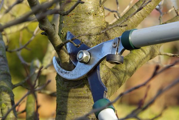 Tree Limb Trimming Service in Santa Rosa