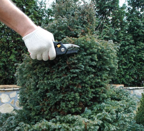 Ornamental Tree Trimming in Santa Rosa
