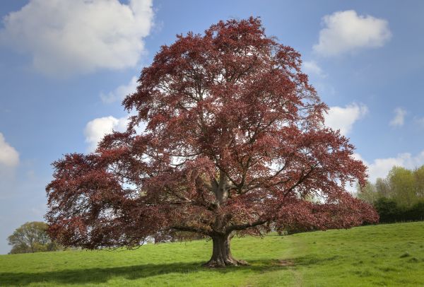 Beech Tree Pruning in Santa Rosa