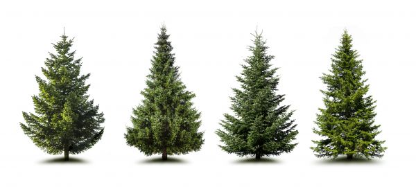 Cost of Pine Tree Trimming in Santa Rosa