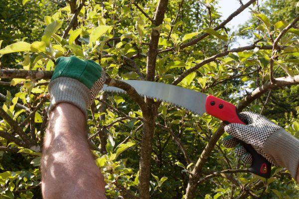 Apple Tree Trimming in Santa Rosa