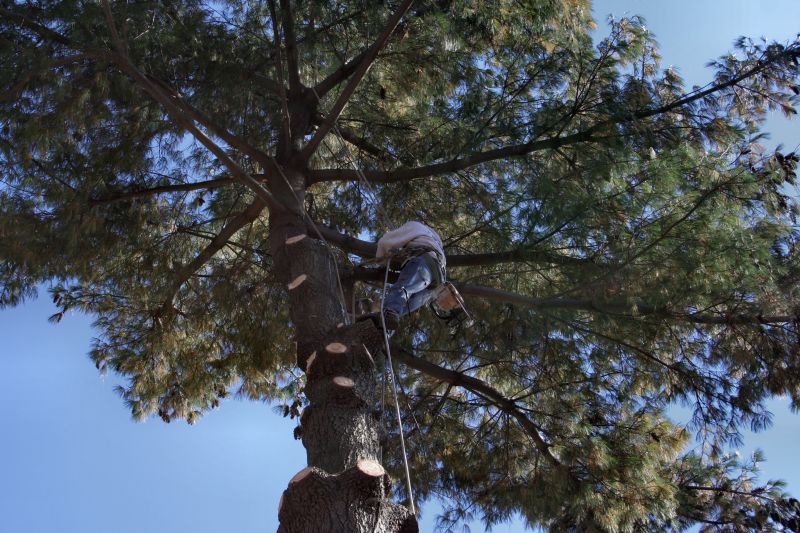 Overgrown Tree Before Trimming