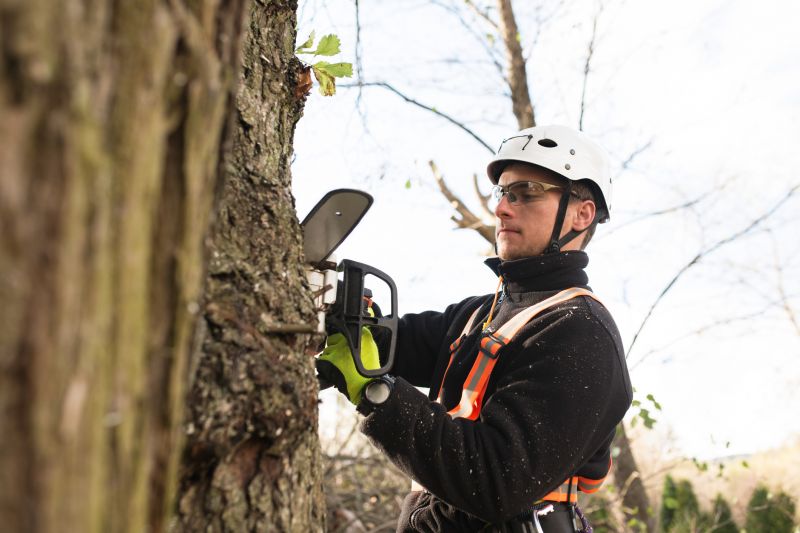 Arborist Performing Trimming