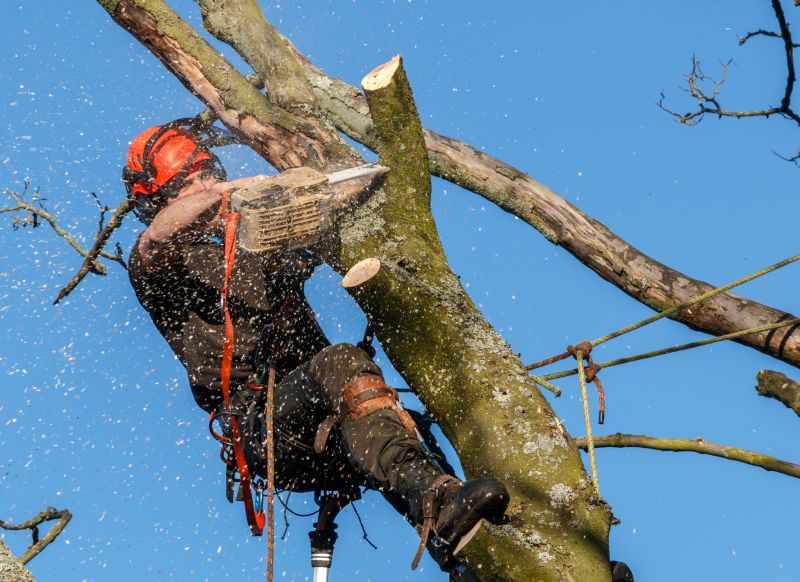 Tree Trimming in Action