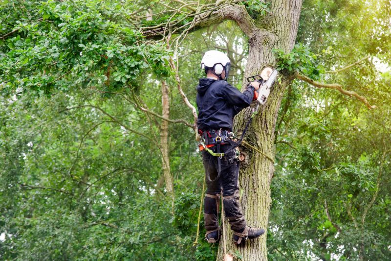 Experienced Tree Care Specialists