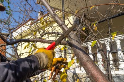 Customized Tree Maintenance Plans